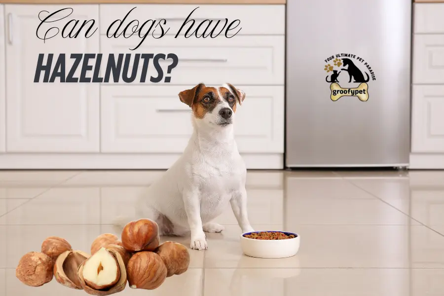Can dogs have hazelnuts?