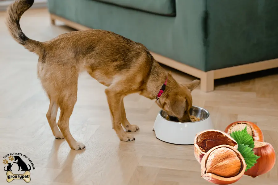 Can dogs eat hazelnuts?
