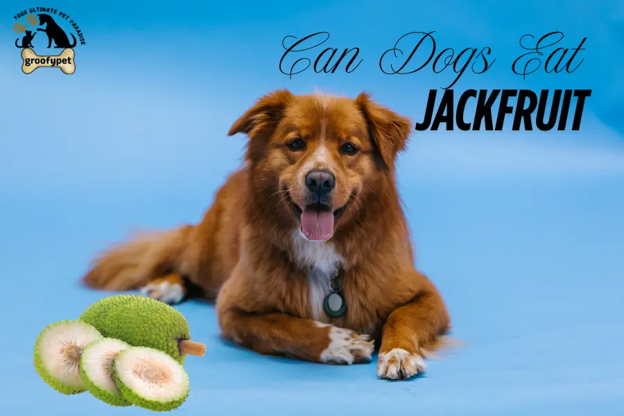 Can Dogs Eat Jackfruit