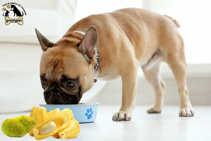 Can Dogs Eat Jackfruit