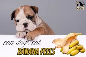 can dogs eat banana peels