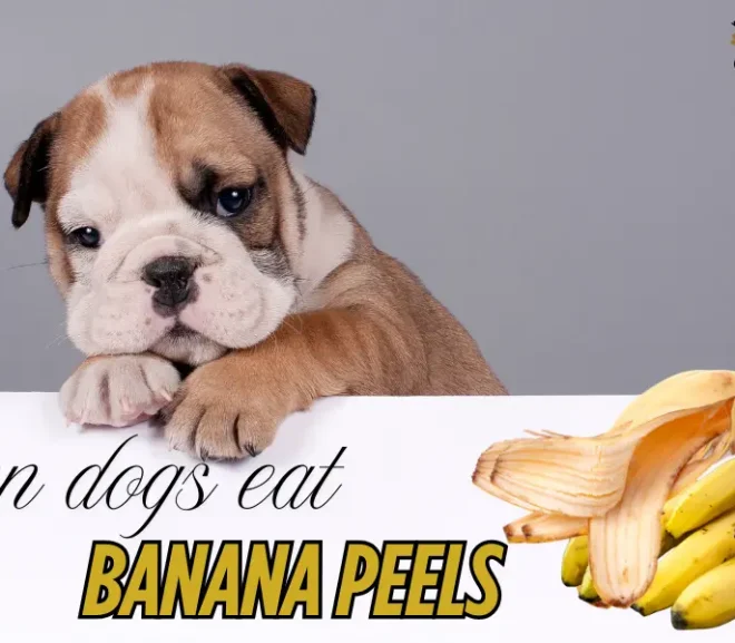 Can Dogs Eat Banana Peels? Healthy or Harmful!