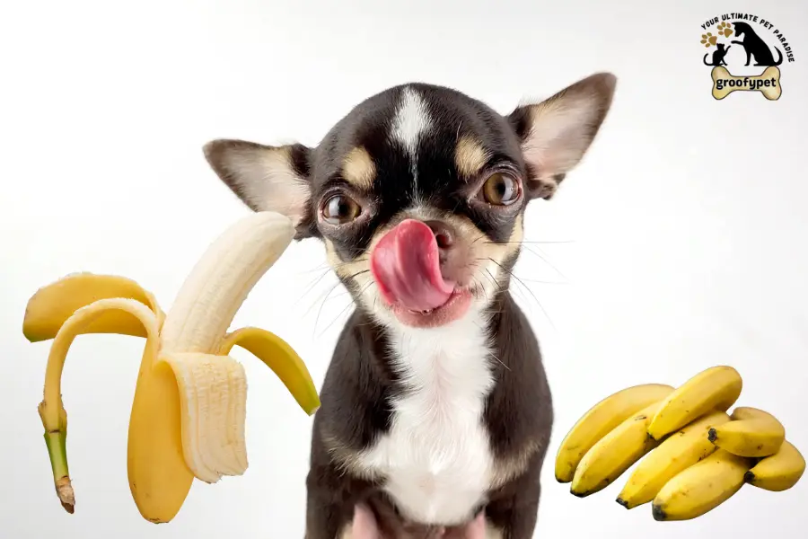 can dogs eat banana peels