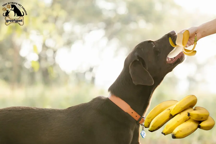 Can Dogs Eat Banana Peels? Healthy or Harmful! - groofypet