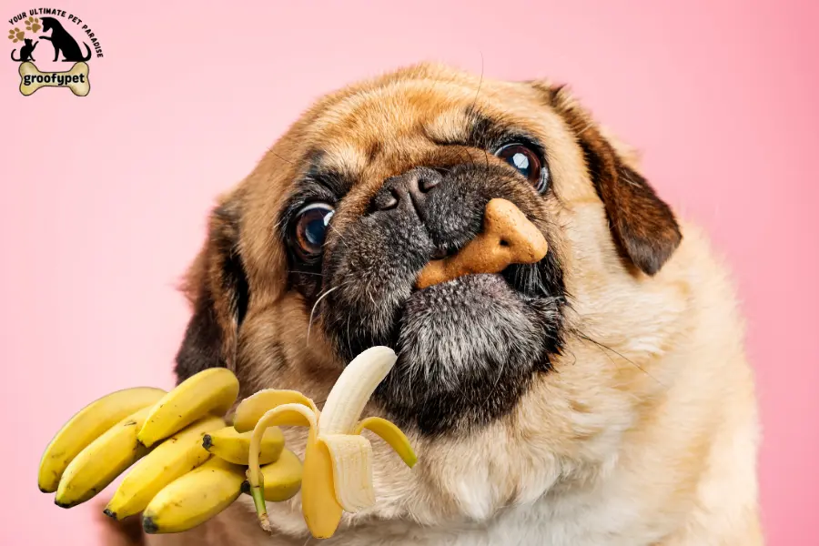 Can dogs eat bananas every day