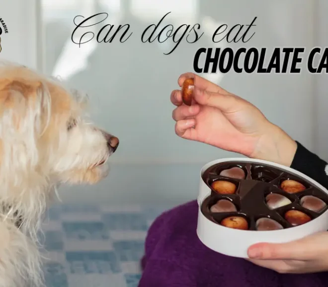 Can Dogs Eat Chocolate Cake? An Alarming Call for Pet Parents!