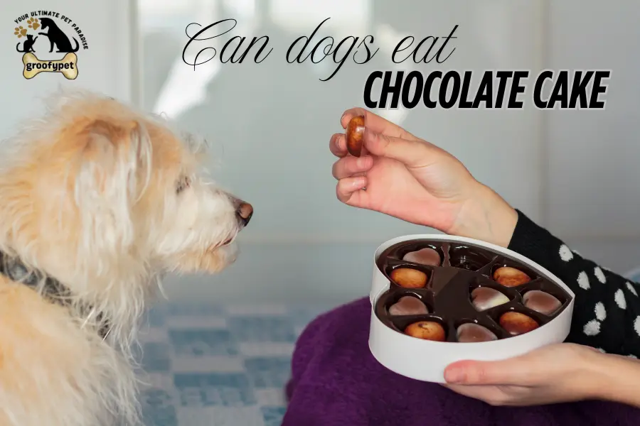 can dogs eat chocolate cake