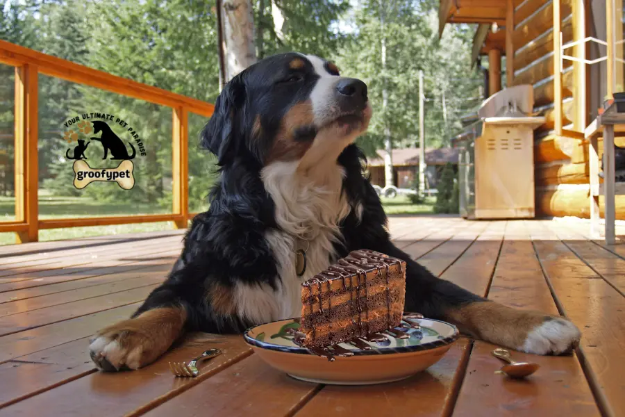 Symptoms of dog eating chocolate