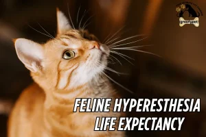 feline hyperesthesia life expectancy