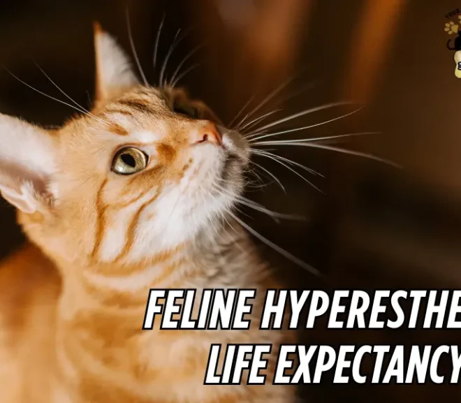 Feline Hyperesthesia Life Expectancy: Truth About Lifespan and How You Can Help?