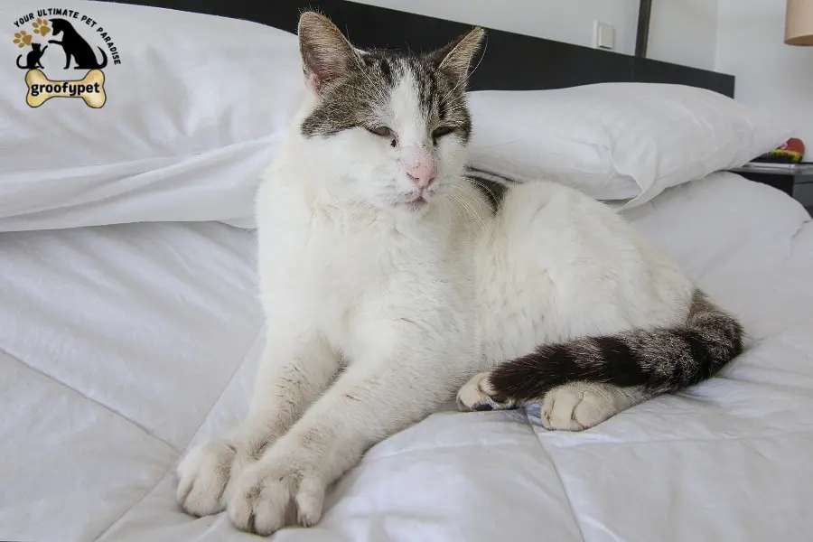 Feline hyperesthesia symptoms