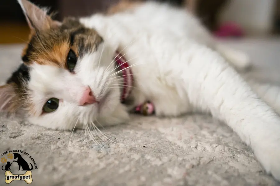 Feline hyperesthesia treatment