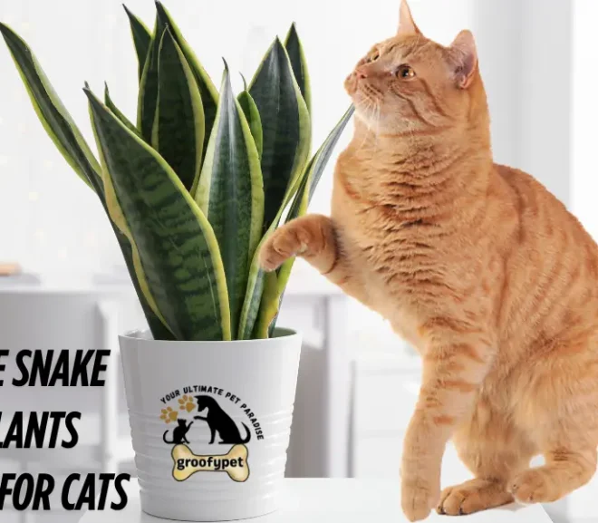 Are Snake Plants Safe for Cats? What Every Pet Owner Should Know!