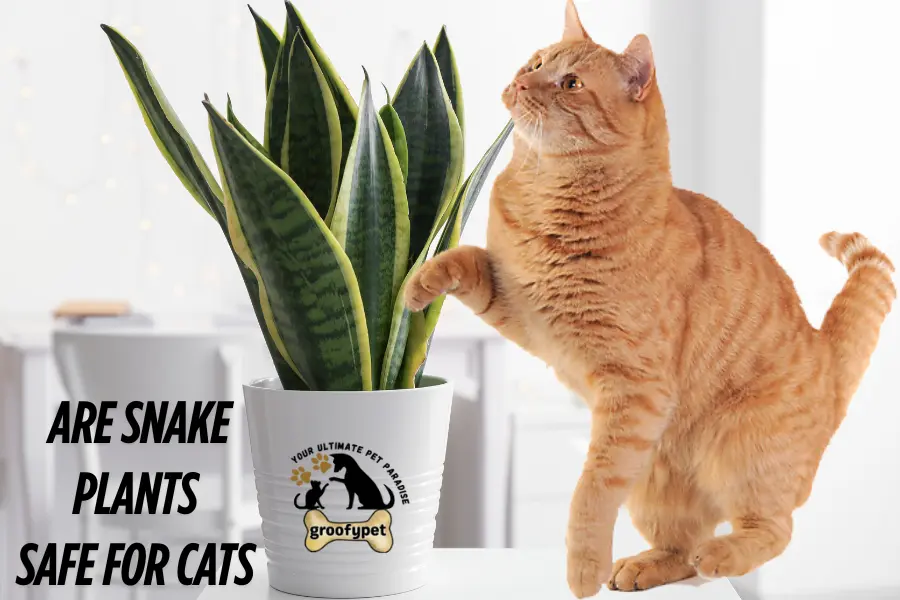 Are snake plants safe for cats