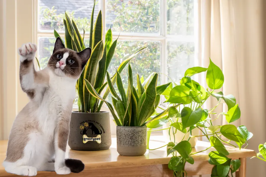 Snake plant indoor or outdoor