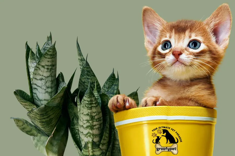 are snake plants safe for cats