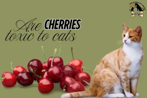 Are cherries toxic to cats