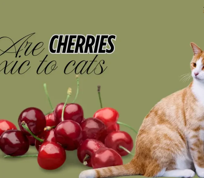 Are Cherries Toxic to Cats? The Truth About Cherries and Cats!