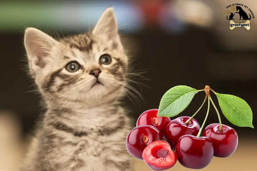 Are cherries toxic to cats
