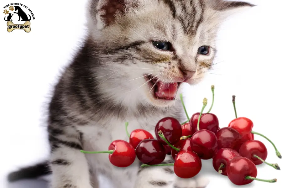 are cherries poisonous to cats