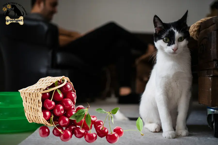 Are cherries toxic to cats