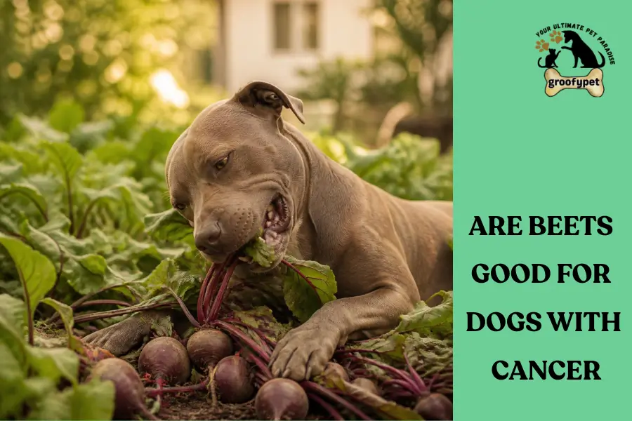 are beets good for dogs with cancer