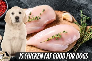 is chicken fat good for dogs