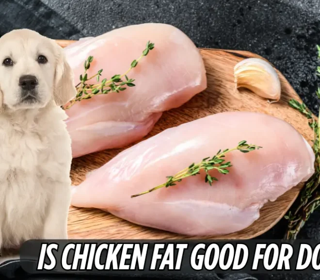 Is Chicken Fat Good for Dogs? Supercharge Meals!