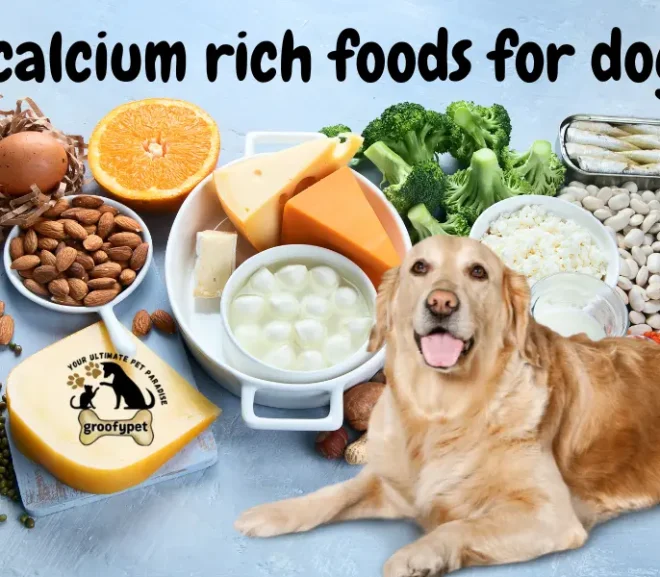 Calcium Rich Foods for Dogs That Are Tasty and Healthy!