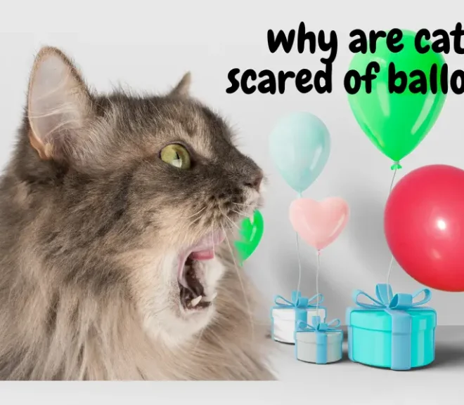 Why are Cats Scared of Balloons? Every Pet Owner Must Know!