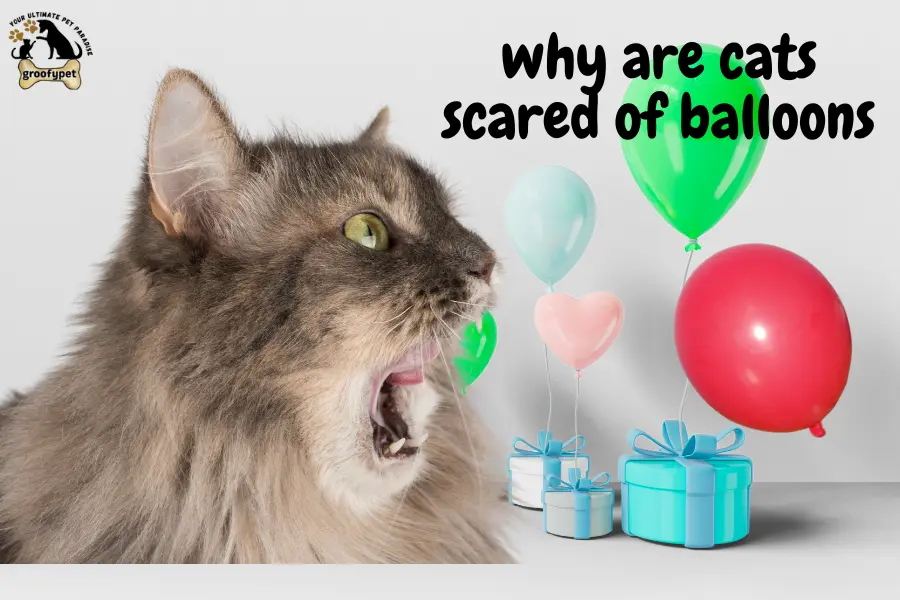why are cats scared of balloons