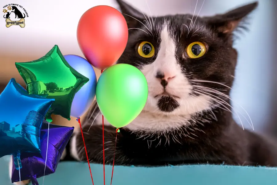 why are cats scared of balloons