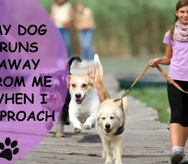 Why My Dog Runs Away from Me When I Approach – Fix This Fast!