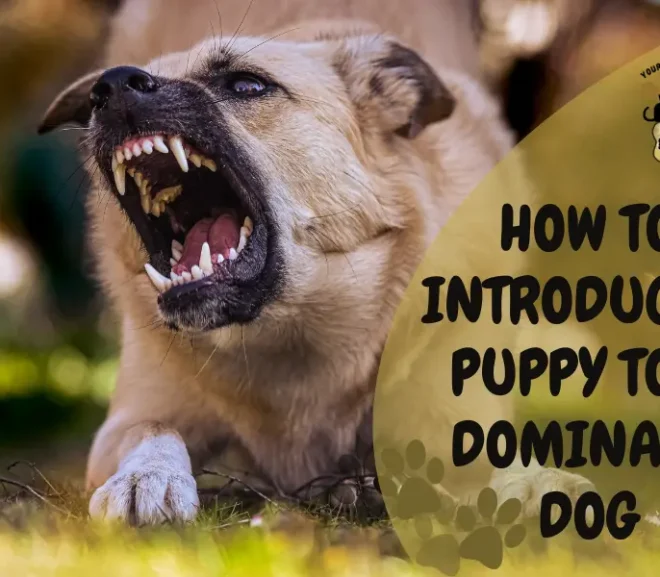 How to Introduce a Puppy to a Dominant Dog?