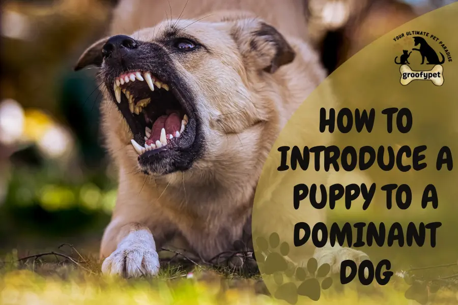 how to introduce a puppy to a dominant dog