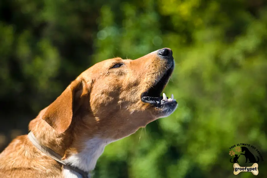 how to introduce a puppy to a dominant dog