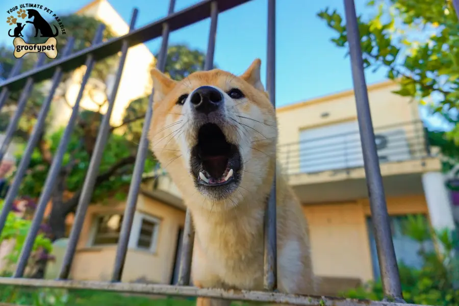 how to introduce a puppy to a dominant dog