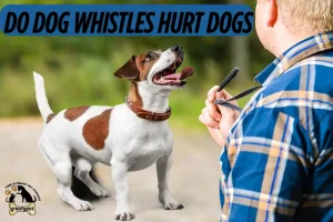 do dog whistles hurt dogs