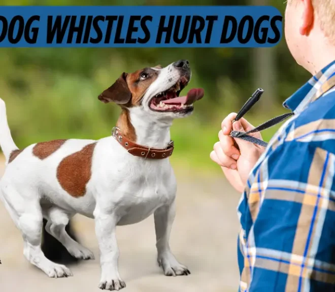 Do Dog Whistles Hurt Dogs? Protect Your Pup with Smart Training