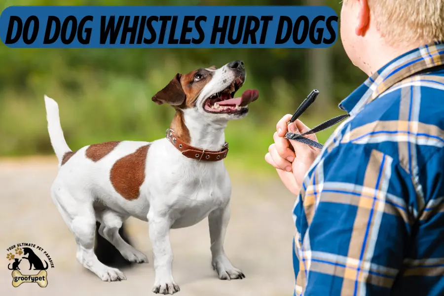 do dog whistles hurt dogs