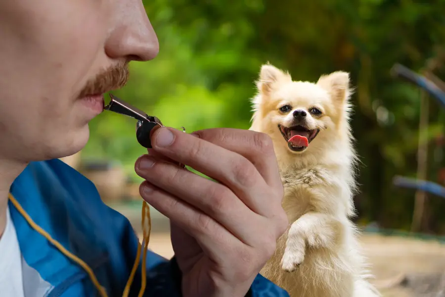 do dog whistles hurt dogs