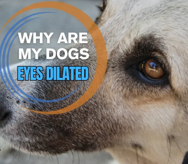 Why Are My Dogs Eyes Dilated? Act Fast If You See This Alarming Sign!