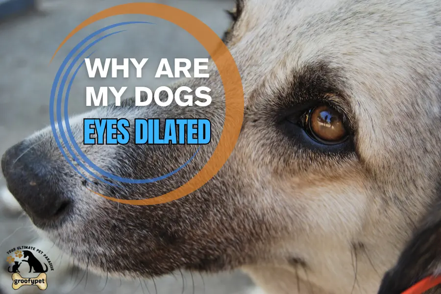 why are my dogs eyes dilated