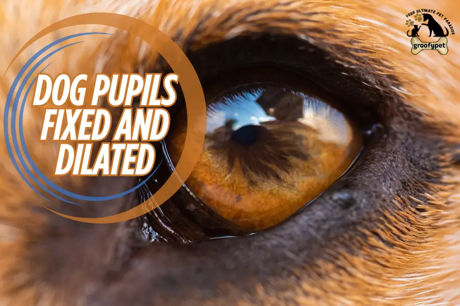 Dog pupils fixed and dilated
