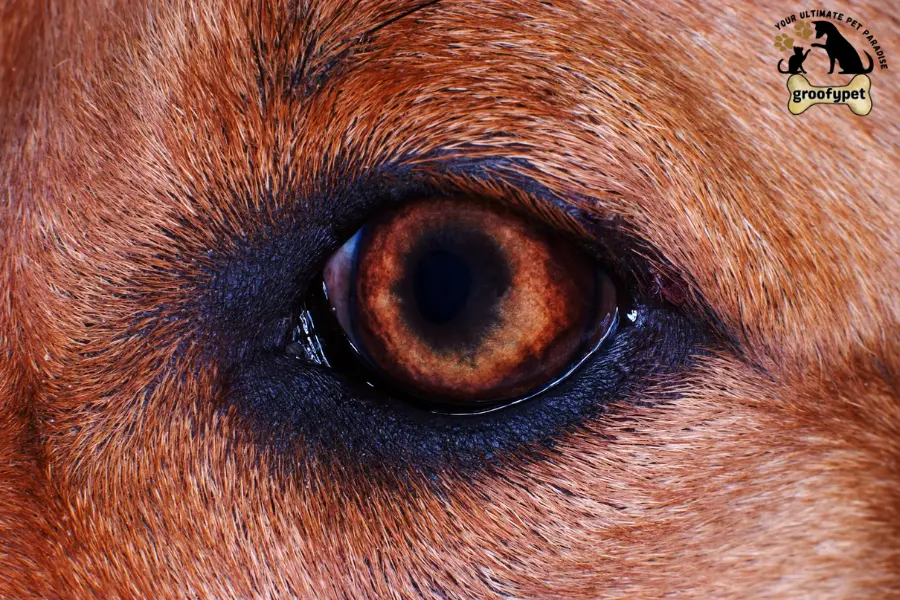 why are my dogs eyes dilated