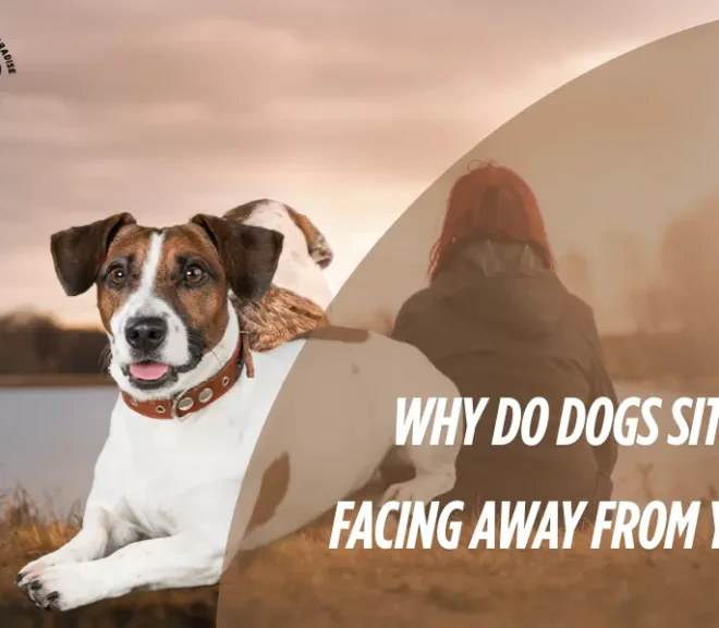 Why Do Dogs Sit Facing Away from You? A Powerful Sign of Trust