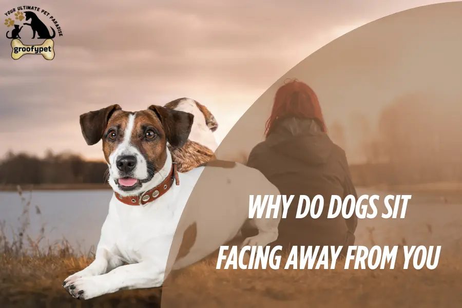 why do dogs sit facing away from you