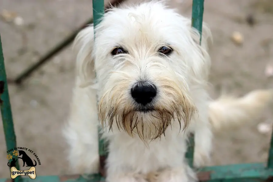 why do dogs sit facing away from you