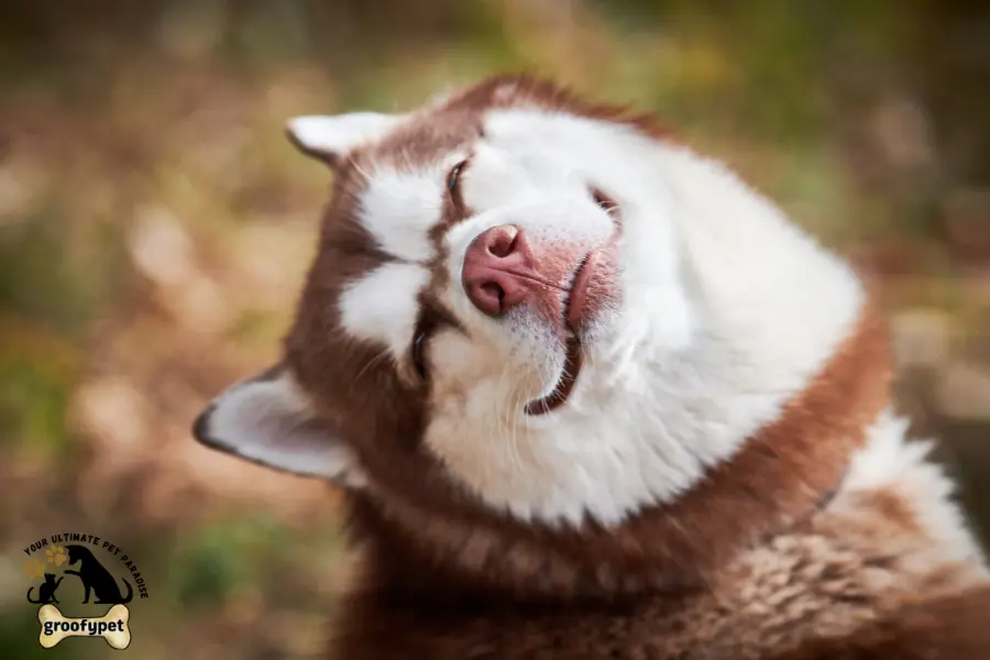 why do dogs sit facing away from you