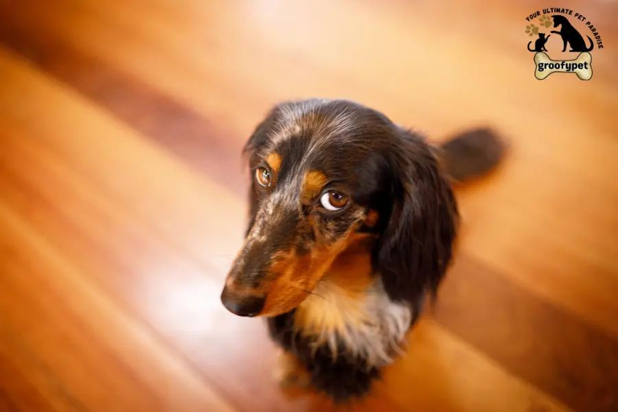 why do dogs sit facing away from you